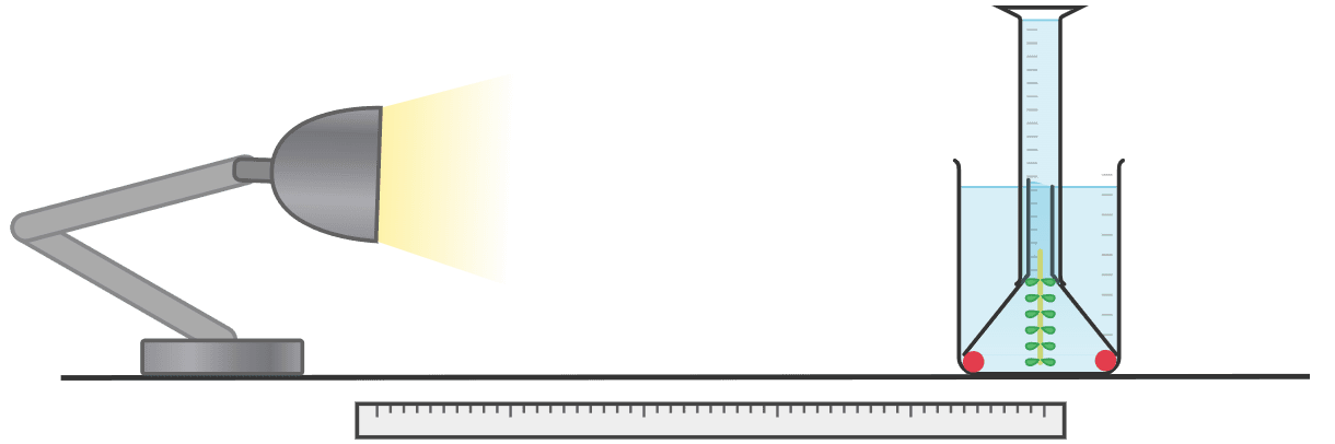 An image in a quiz