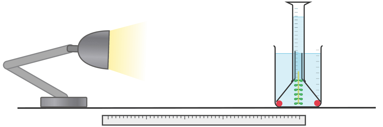An image in a quiz