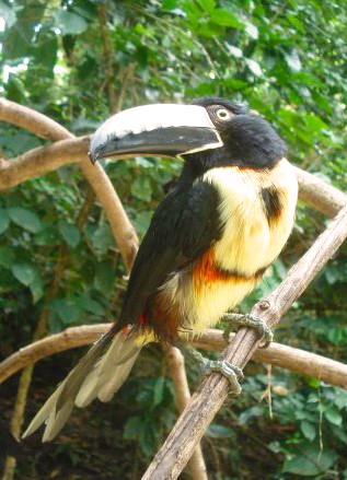 Aracari in the wild