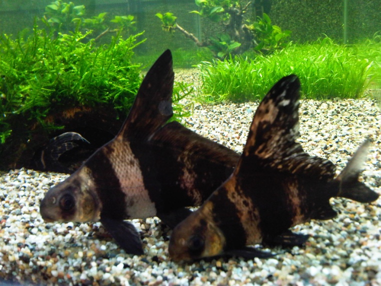 black and brown striped fish in a fish tank with green plants
