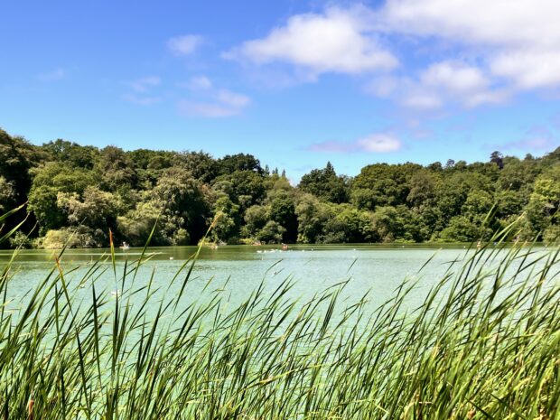 Picture of a reservoir surrounded by reeds on one bank, and trees on another bank.