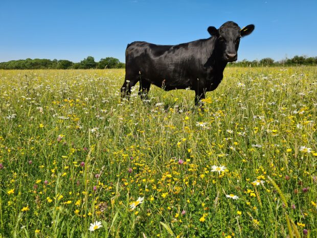 Good condition other neutral grassland