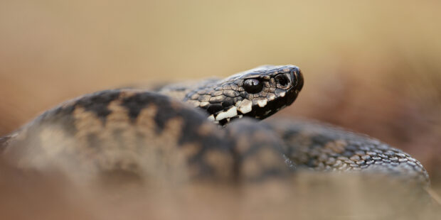 Adder © Iain Leach