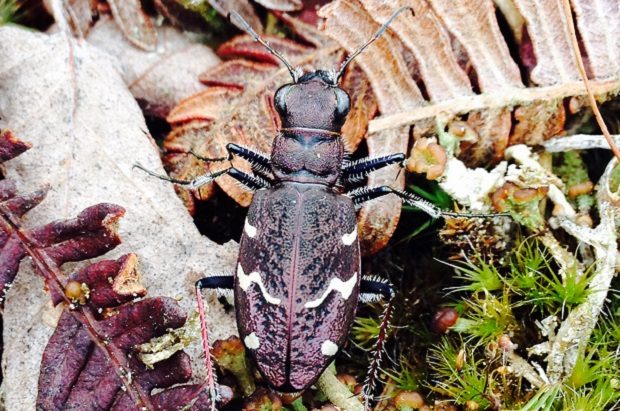 Wood tiger beetle