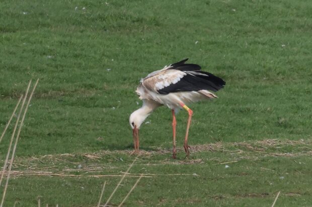 A white stork released in Devon, 2025. Credit: Richie Moore
