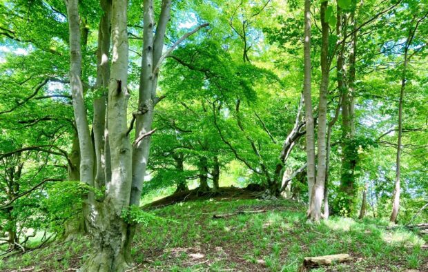 Wooded Bronze Age barrow at the entrance to Ravensburgh Castle hillfort at Hexton in the North Chilterns. Credit: Ian Marshman.