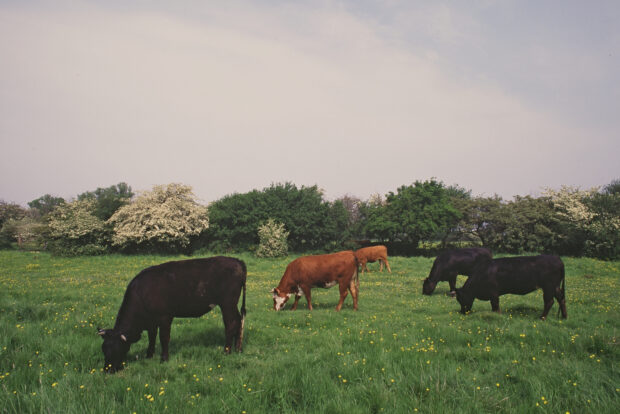 Cows on Upwood Meadows Nature Reserve, Cambridgeshire