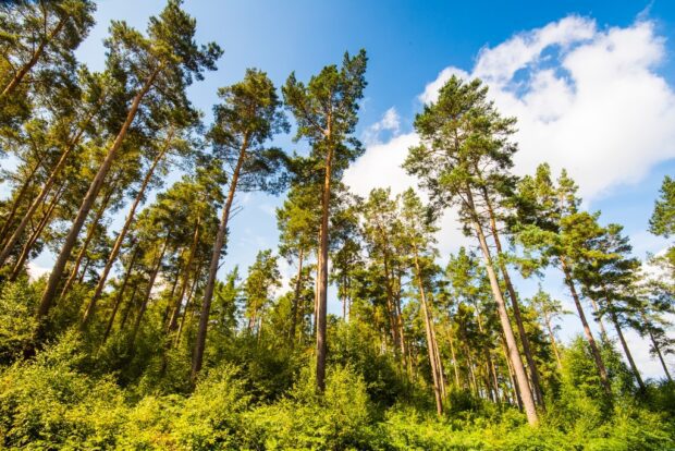 A healthy mature woodland
