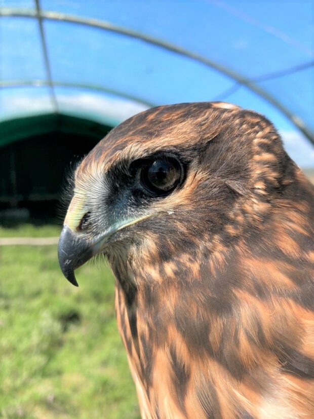 Brood managed hen harrier.