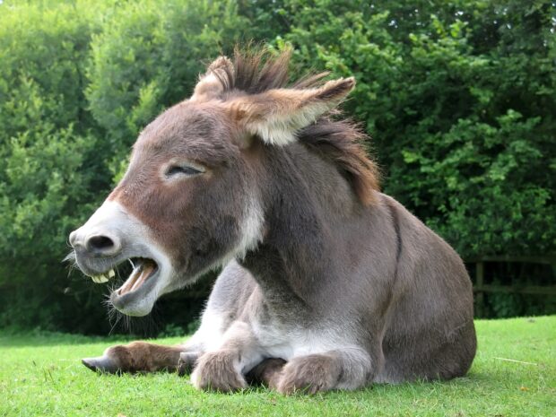 Image of a Donkey