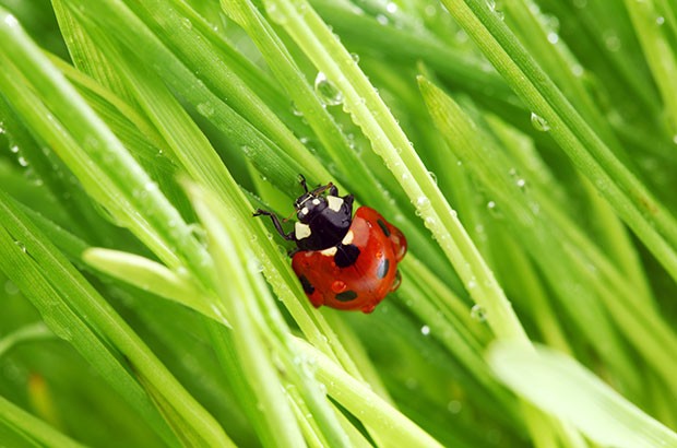 A lady bug in the grass