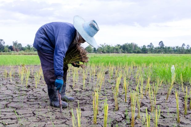 Image shows women farming
