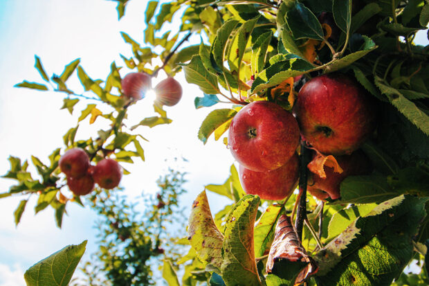 Red apples hanging from a tree branch