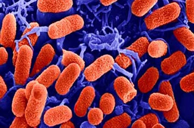 E. coli image