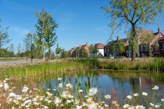 Image shows a housing estate from across a pond. There are Oxeye daisies growing in the foreground of the pond. Large trees tower over the homes. A bright blue sky hangs overhead.