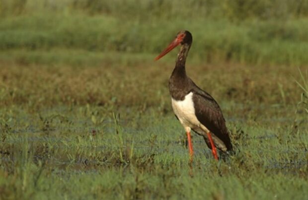 Black stork. Credit: Marek Szczepanek