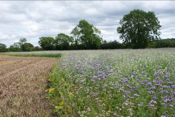 Conservation mix on an arable field margin. Credit: Peter Roworth