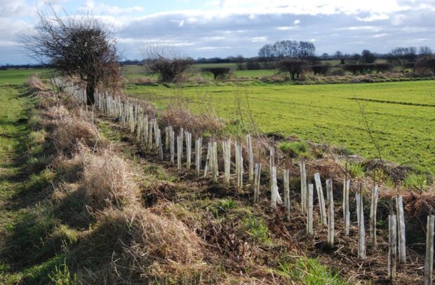 Planted hedgerow gaps. Credit: Peter Roworth
