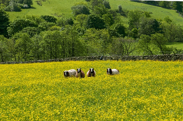 Sheep in a field of yellow flowers with trees behind them.