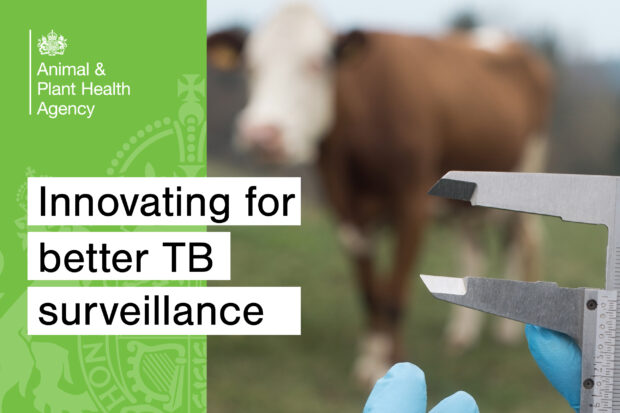 Image of a pair of callipers being held in front of a cow. The title, "Innovating for better TB surveillance" is displayed in addition to the APHA logo