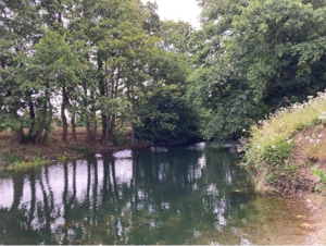 The River Lugg near Leominster has been historically dredged, resulting in slower flows, siltation and algae cover.