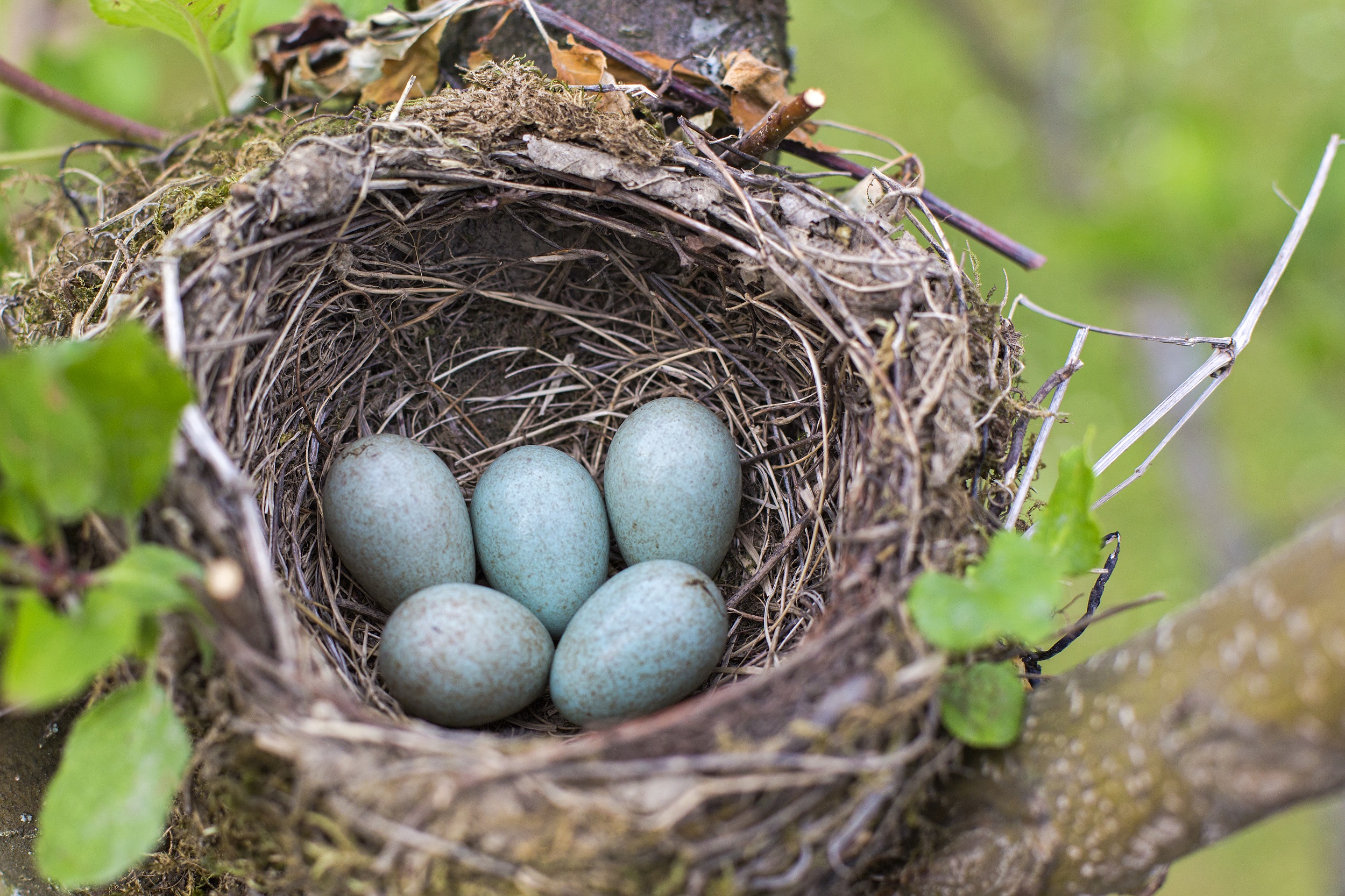 Close up of a birds nest made of twigs, pictured on a tree branch. In the nest there are 5 blue eggs.
