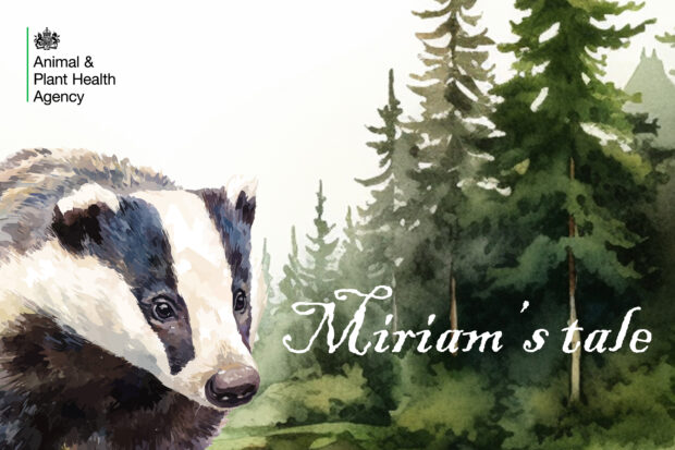 Watercolour image of a badger against a line of trees. The title, "Miriam's tale" appears alongside the APHA logo.
