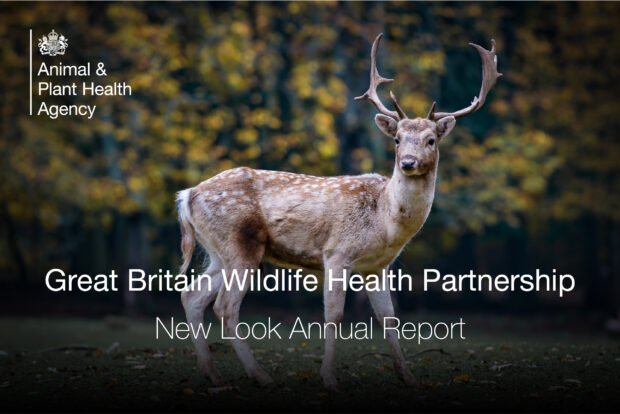 Image of an antlered deer with the text, "Great Britain Wildlife Health Partnership New Look Annual Report" across the front of the image. The APHA logo is also displayed