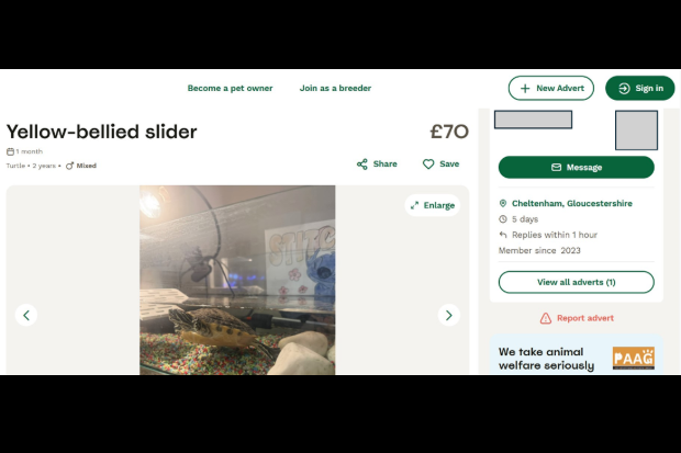 Screen shot of an online advert for a Yellow-bellied slider, advertised for sale at £70