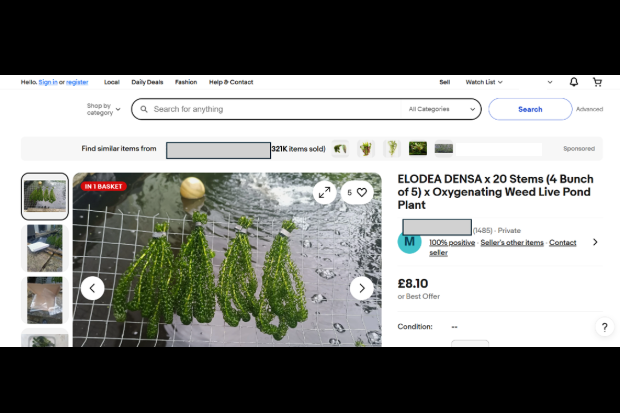 Screenshot of an online advert selling 'Elodea densa' for £8.20 with an image of a green water plant