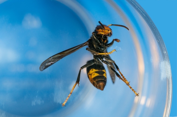 Image of an Asian hornet under glass