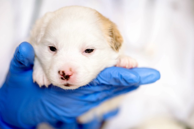 A young puppy held in a blue gloved hand