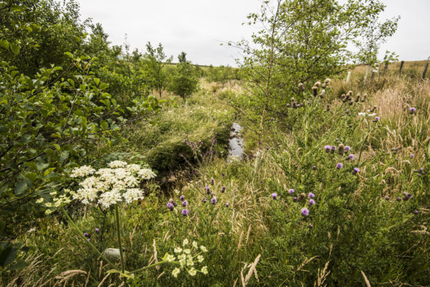 Image of trees and plants near river