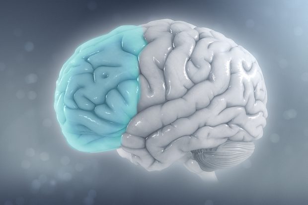 Image of a brain