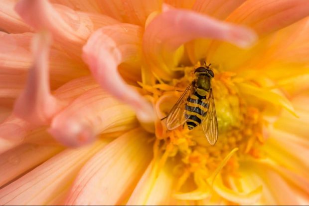 Bee pollinating flower