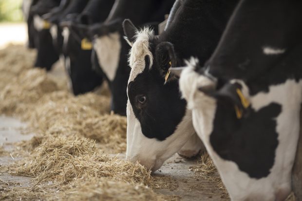 Cows feeding