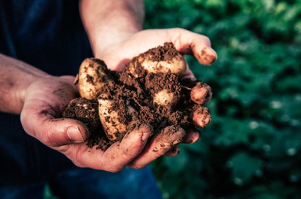 Unique product Jersey Royal potatoes (© Visit Jersey)