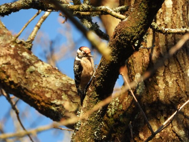 Principle 5 – go large: Lesser Spotted Woodpecker favour woody habitats over 100ha in size. Credit: Toby Hodges