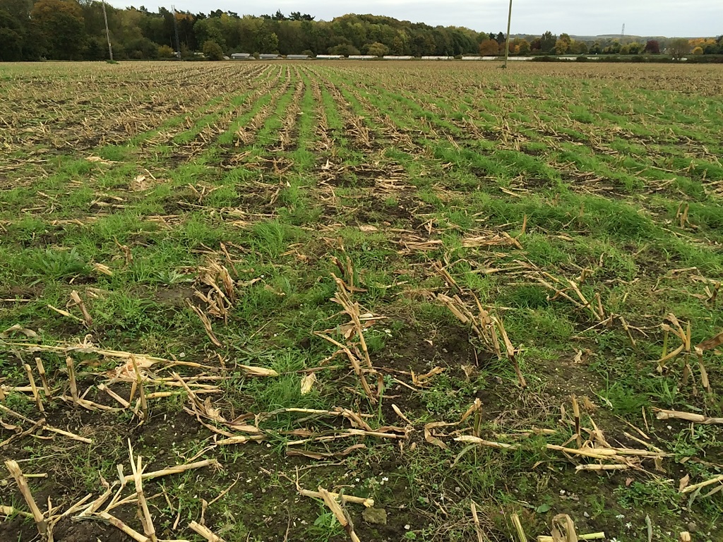 Inter row sowing of grass in maize under CSF to help keep soil in place over winter and soak up nutrients. Credit: Andrew Russell (Natural England).