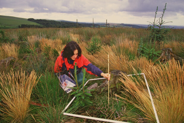 Assessing transition to heathland from conifer plantation - a female scientist at Natural England works within a squared-off section of heathland. She is crouching over the patch with a measuring device