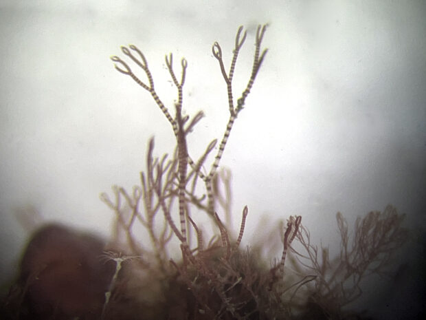 The new species of Ceramium seaweed found by the Natural England Dive Team. Credit: Francis Bunker