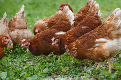 Image of chickens grazing