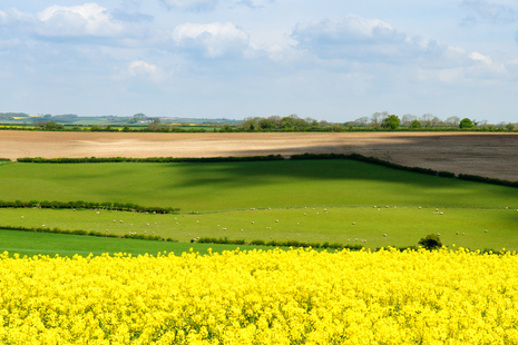 Rural landscape with rapeseed crops in the foreground and sheep grazing in the background