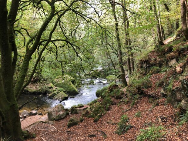 Golitha Falls National Nature Reserve