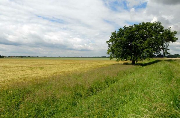 farmland
