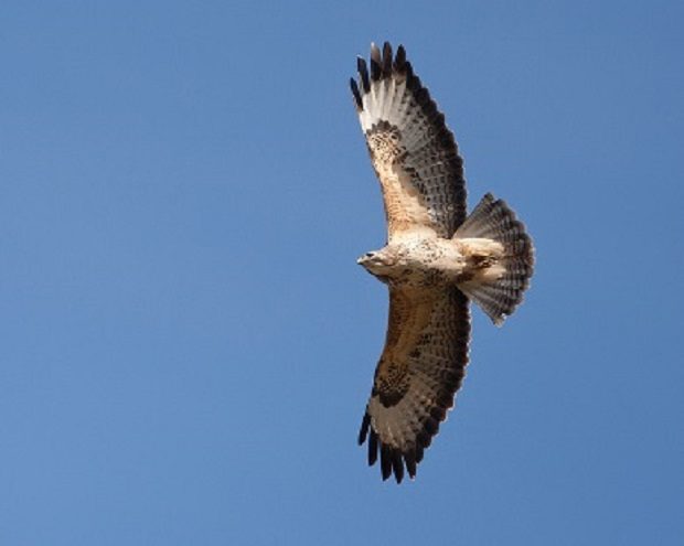 Common buzzard