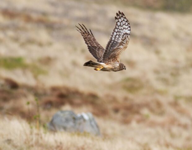 Hen Harrier in flight against a brown grass backdrop.