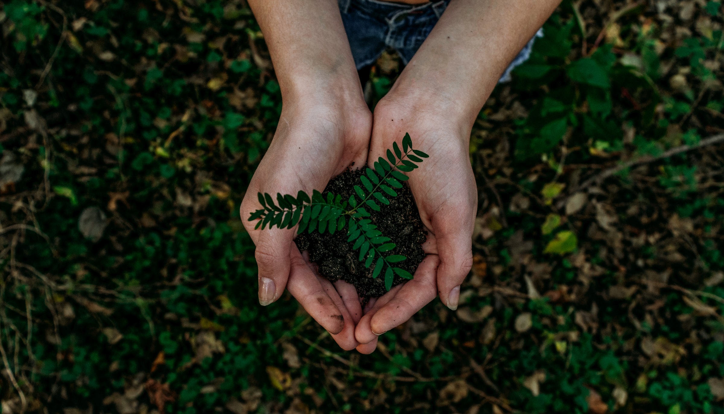 Close up of pair of hands holding soil with small plant in there.