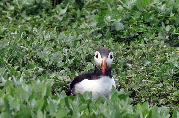 Puffin