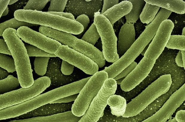 Green Bacteria